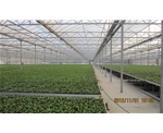 育苗温室